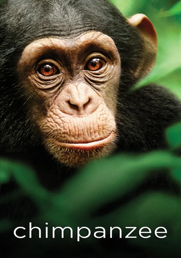 Chimpanzee poster