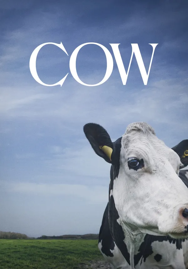 Cow poster